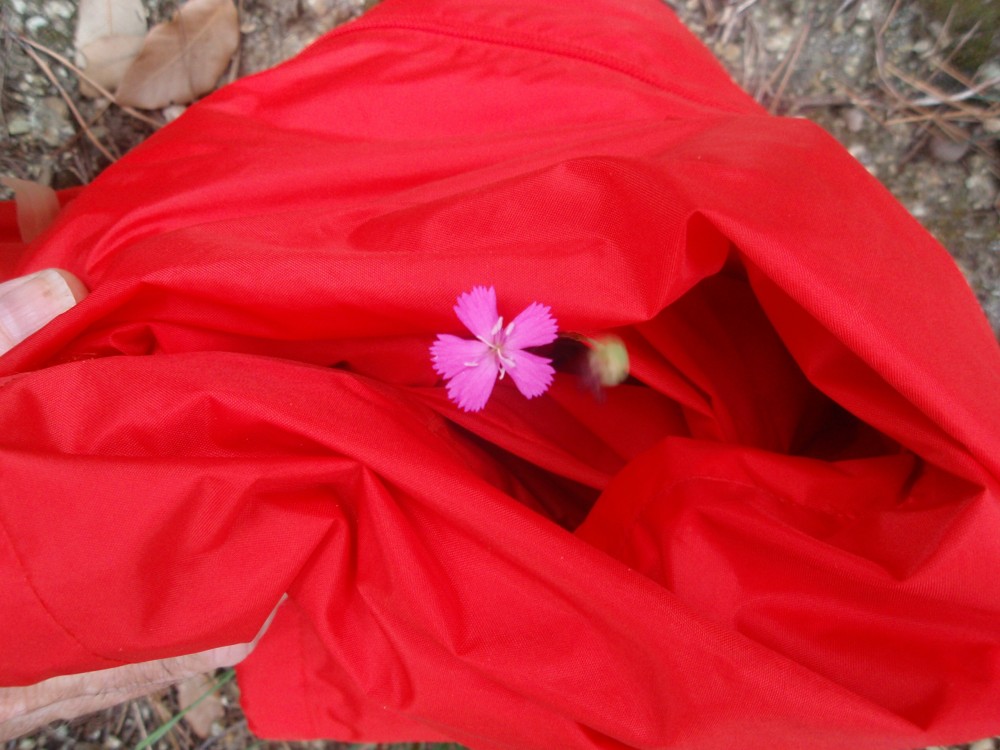 Dianthus sylvestris
